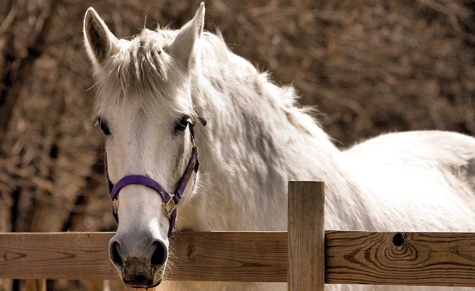 【马匹健康】让你的马安全过冬的10个小贴士