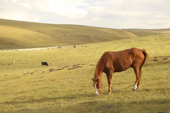 【马背故事】草原牧马人 | 我的战友我的马