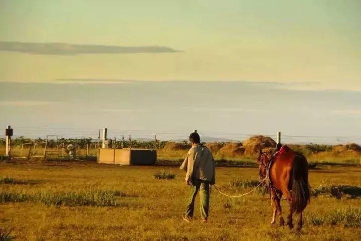 【马背故事】草原牧马人 | 我的战友我的马